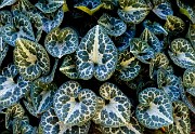 Asaurm marmatoratum - Marbled Wild Ginger,jpg